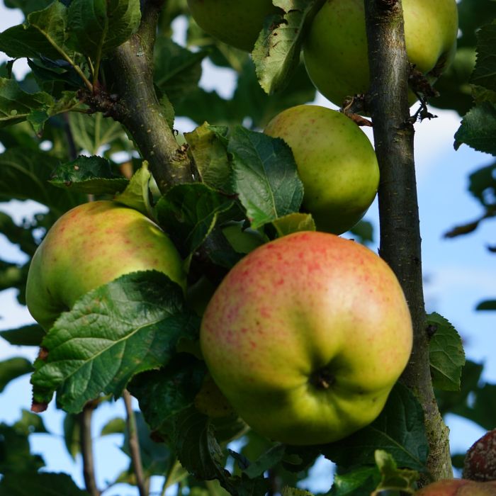 Apple day 