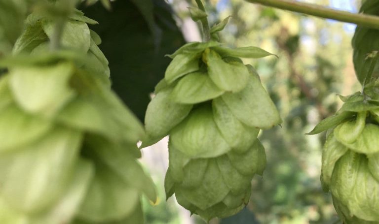 British Hops: Where are they grown?