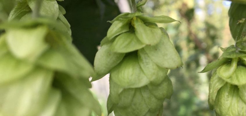 British Hops: Where are they grown?