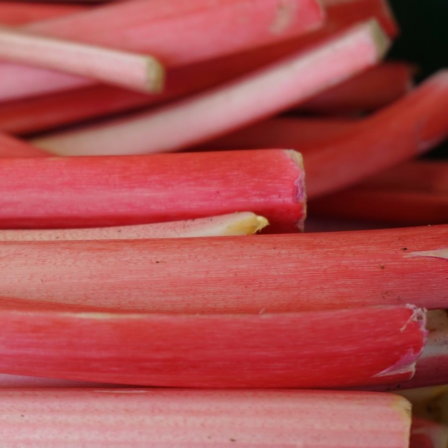 Rhubarb