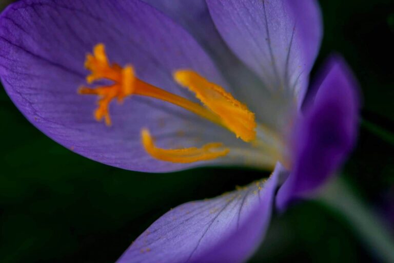 Saffron Walden The Town That Bloomed from Purple Flowers