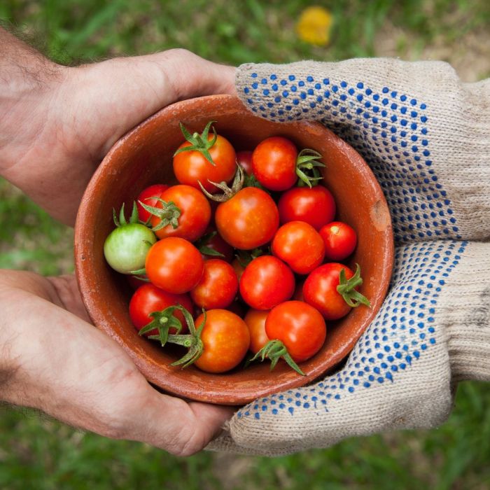 Tomato week