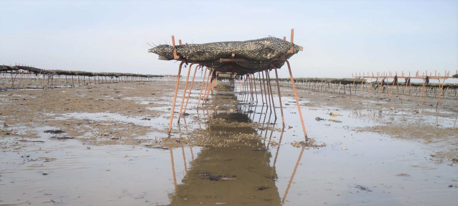 Whitstable Oysters from the traditional seaside town of Whitstable