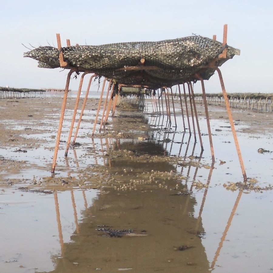 Whitstable oysters