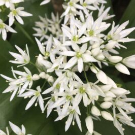 Wild Garlic Flowers