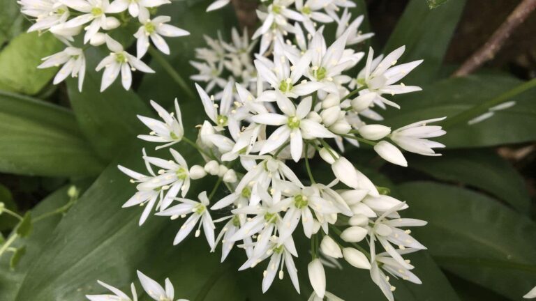 Wild Garlic Flowers