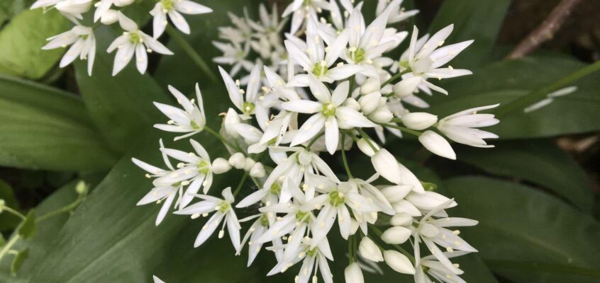 Wild Garlic in the UK: Where to Find It, How to Identify It and Delicious Ways to Use It