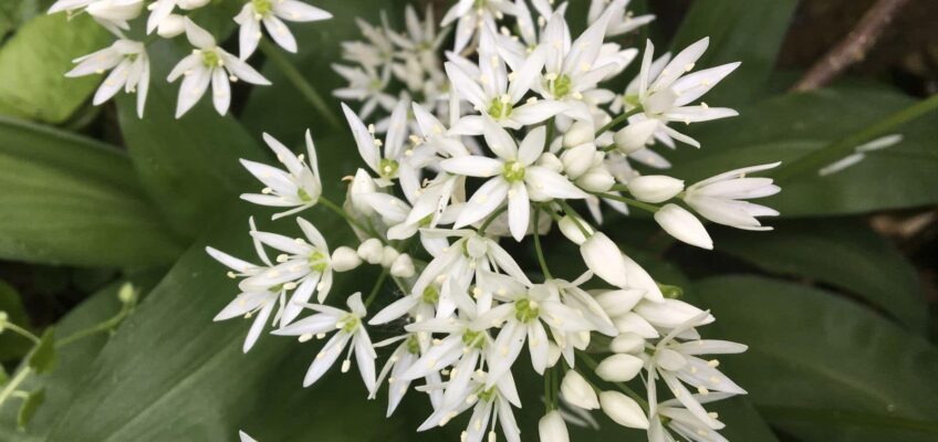 Wild Garlic Flowers