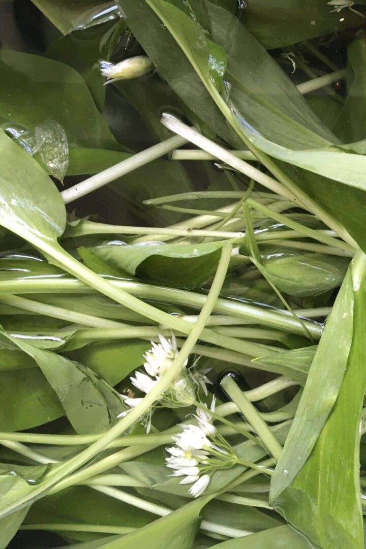 Wild Garlic rinsed in water